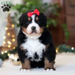 Princess Star, Bernese Mountain Dog Puppy
